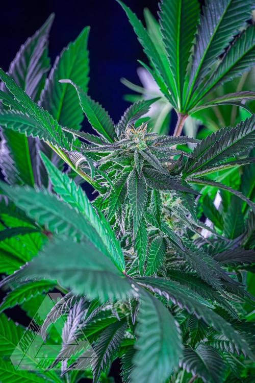 IZI SEEDS - Grandpa Zombie Genetics FemY. Week 14