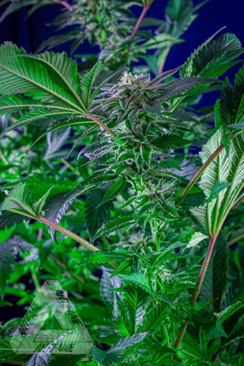 IZI SEEDS - Grandpa Zombie genetics femB. Week 14