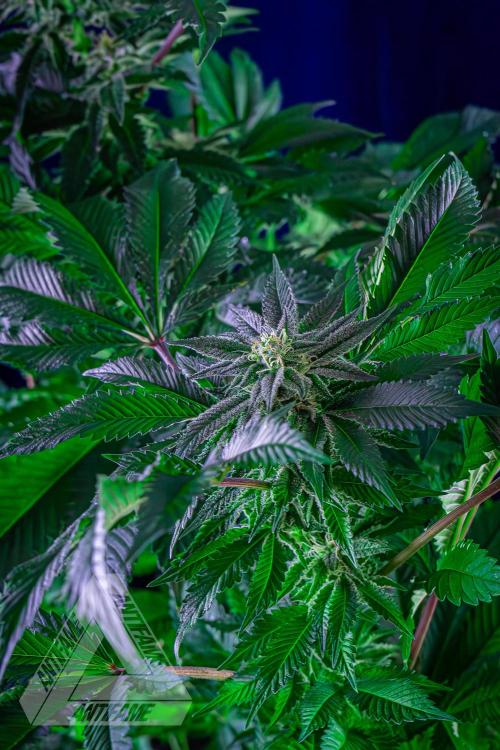IZI SEEDS - Grandpa Zombie genetics femB. Week 14