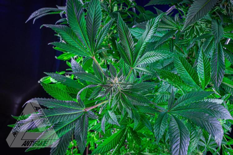 IZI SEEDS - Grandpa Zombie genetics femR. Week 14