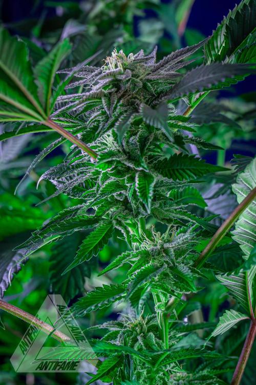 IZI SEEDS - Grandpa Zombie genetics femB. Week 14