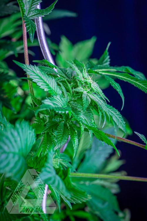 IZI SEEDS - Grandpa Zombie genetics femB. Week 14