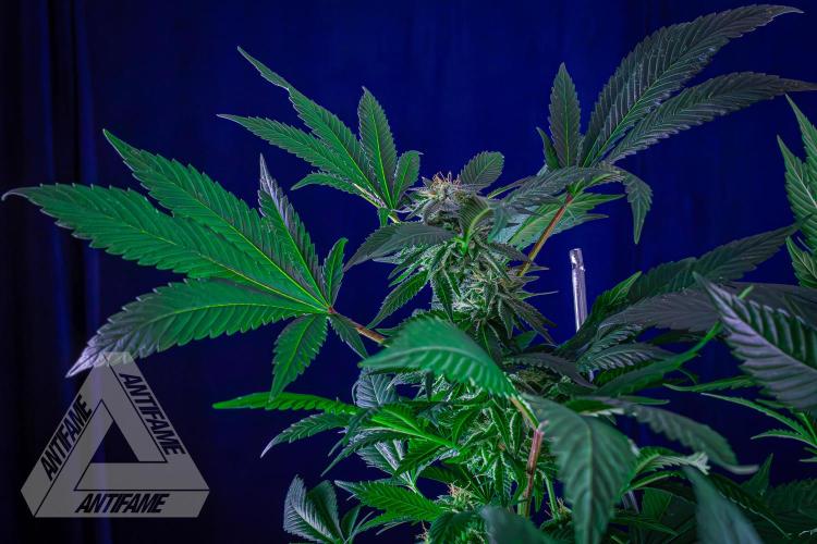 IZI SEEDS - Grandpa Zombie Genetics FemY. Week 14