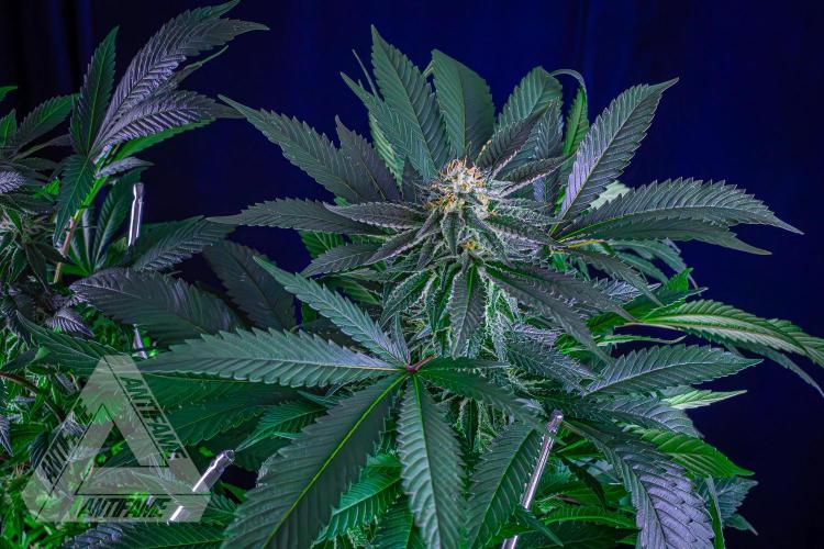 IZI SEEDS - Grandpa Zombie Genetics FemY. Week 14