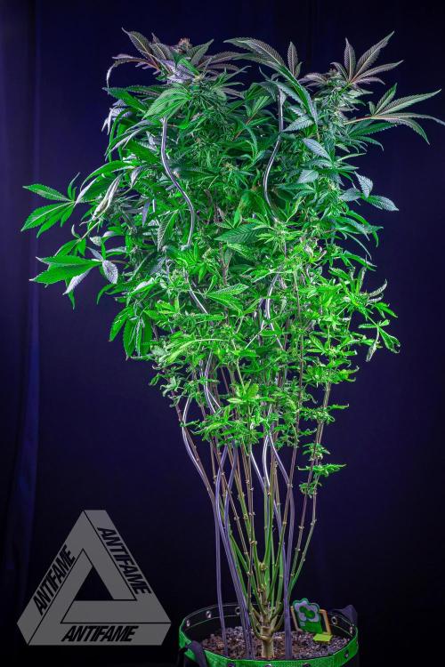 IZI SEEDS - Grandpa Zombie Genetics FemY. Week 15
