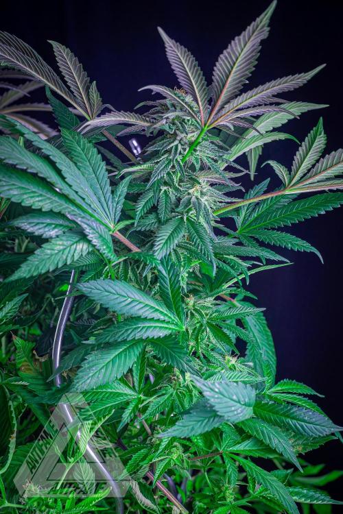 IZI SEEDS - Grandpa Zombie Genetics FemY. Week 15