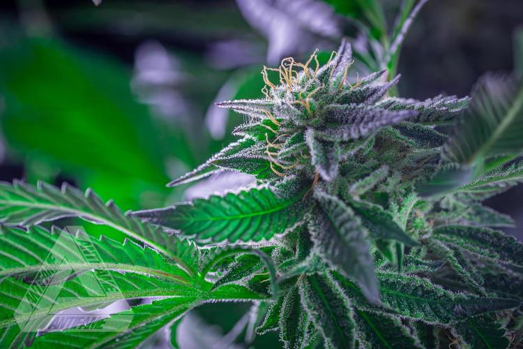 IZI SEEDS - Grandpa Zombie Genetics FemY. Week 15