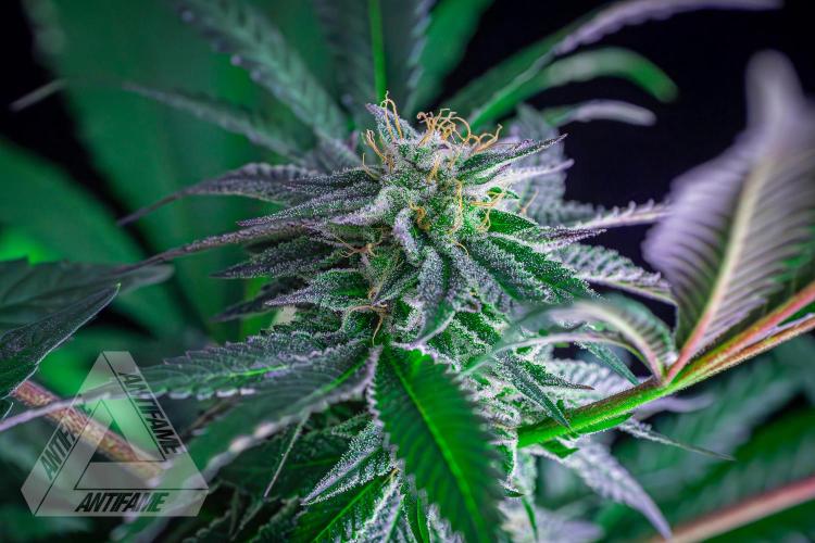 IZI SEEDS - Grandpa Zombie Genetics FemY. Week 15
