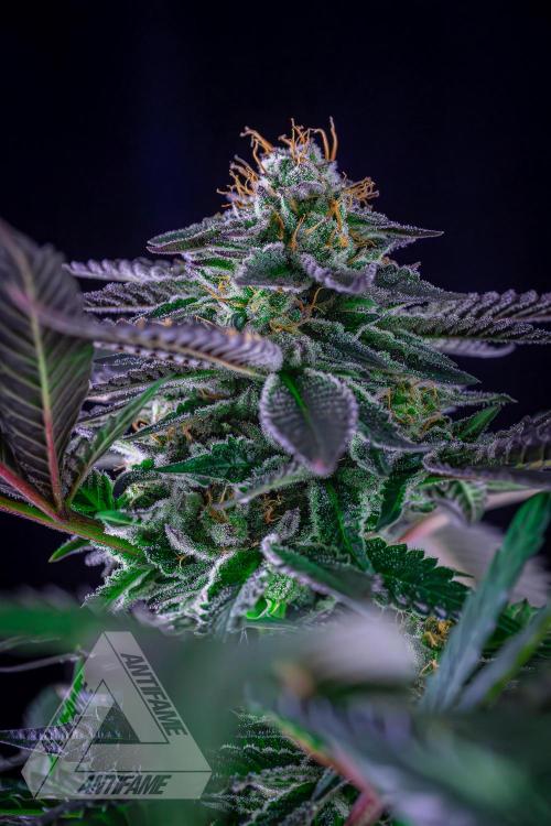 IZI SEEDS - Grandpa Zombie Genetics FemY. Week 15