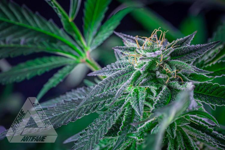 IZI SEEDS - Grandpa Zombie Genetics FemY. Week 15