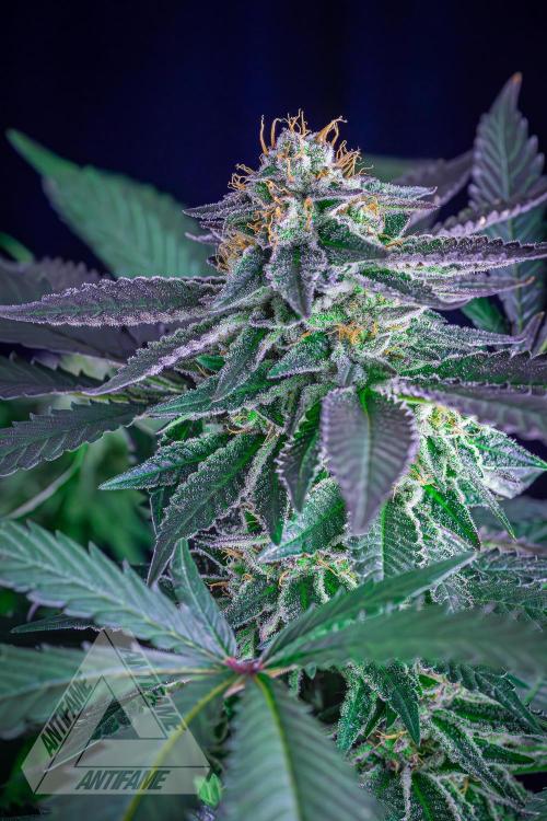 IZI SEEDS - Grandpa Zombie Genetics FemY. Week 15