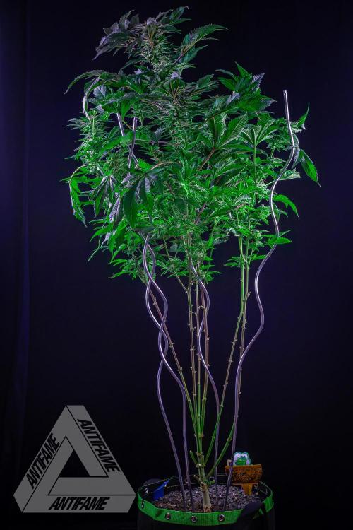 IZI SEEDS - Grandpa Zombie genetics femB. Week 15