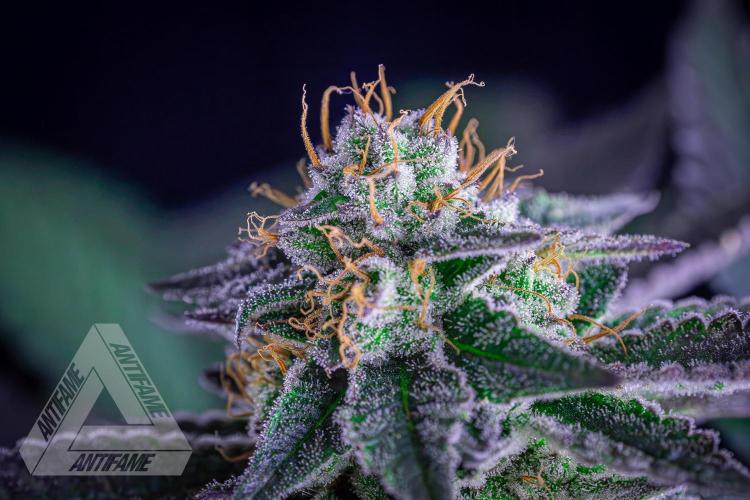 IZI SEEDS - Grandpa Zombie Genetics FemY. Week 15