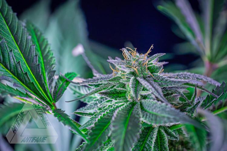 IZI SEEDS - Grandpa Zombie Genetics FemY. Week 15