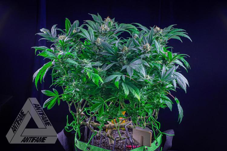 IZI SEEDS - Grandpa Zombie genetics femR. Week 15