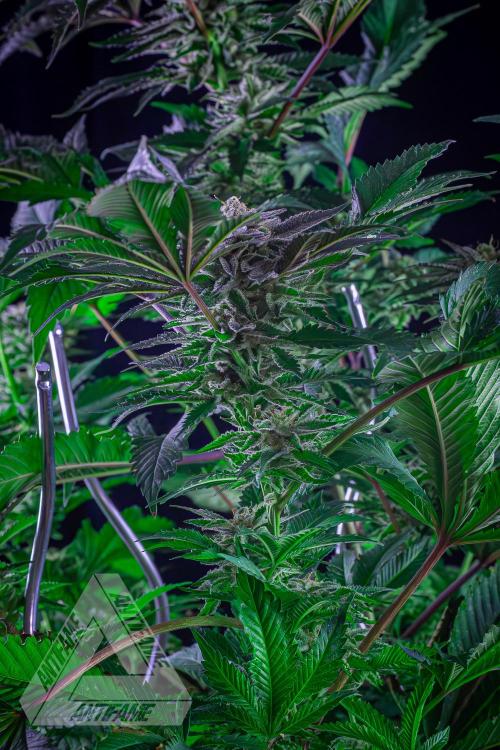 IZI SEEDS - Grandpa Zombie genetics femB. Week 15