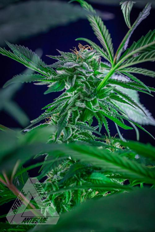 IZI SEEDS - Grandpa Zombie Genetics FemY. Week 15