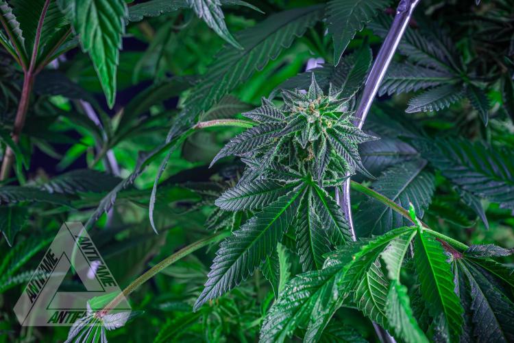 IZI SEEDS - Grandpa Zombie Genetics FemY. Week 15