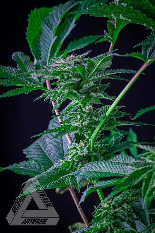 IZI SEEDS - Grandpa Zombie genetics femB. Week 15