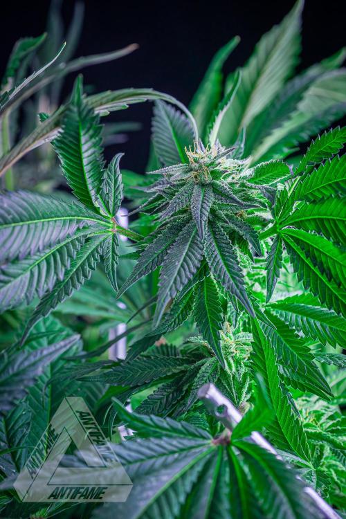 IZI SEEDS - Grandpa Zombie Genetics FemY. Week 15