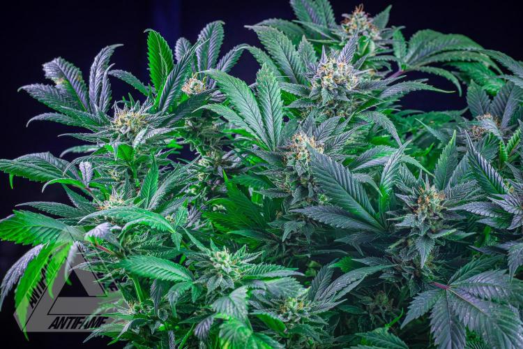 IZI SEEDS - Grandpa Zombie genetics femR. Week 15