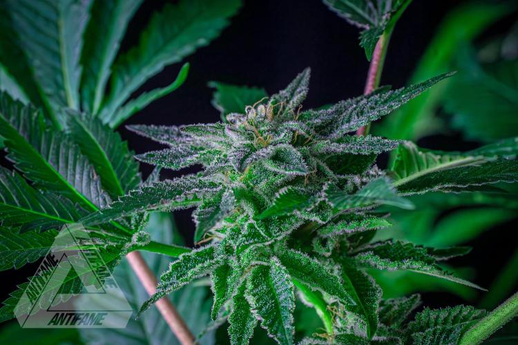 IZI SEEDS - Grandpa Zombie genetics femB. Week 15