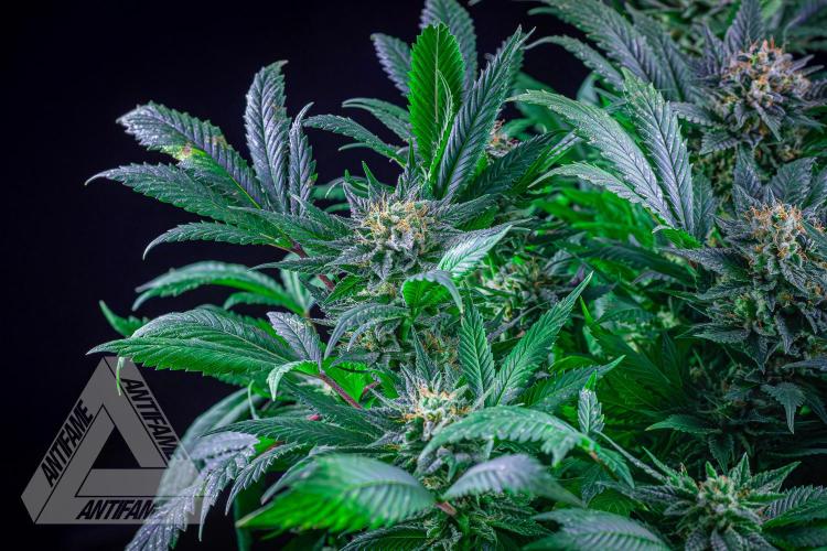 IZI SEEDS - Grandpa Zombie genetics femR. Week 15