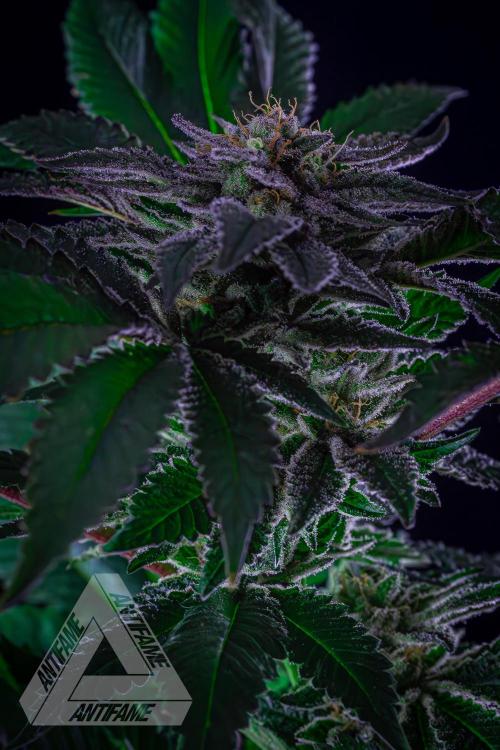 IZI SEEDS - Grandpa Zombie genetics femB. Week 15