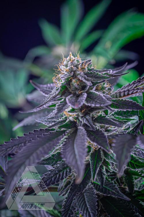 IZI SEEDS - Grandpa Zombie Genetics FemY. Week 15