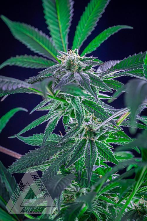 IZI SEEDS - Grandpa Zombie Genetics FemY. Week 15