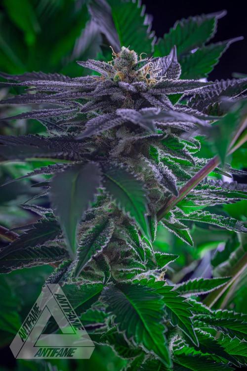 IZI SEEDS - Grandpa Zombie genetics femB. Week 15