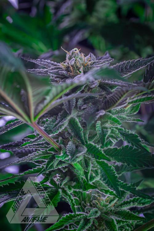 IZI SEEDS - Grandpa Zombie genetics femB. Week 15