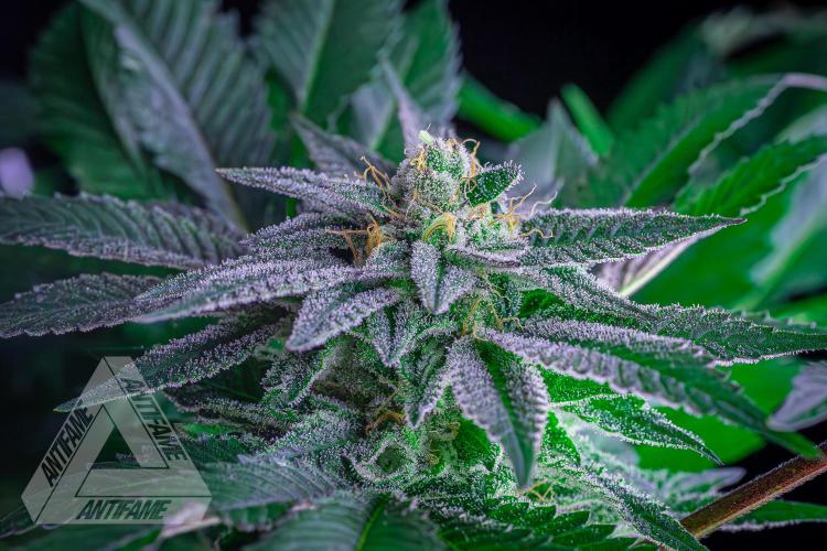 IZI SEEDS - Grandpa Zombie genetics femB. Week 15