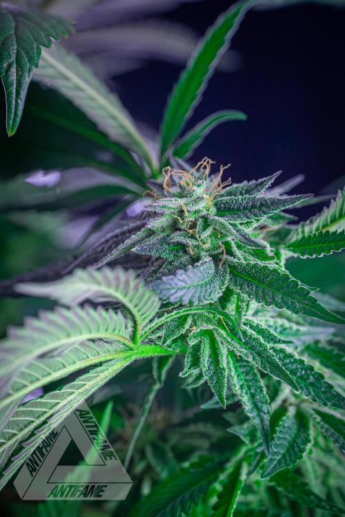 IZI SEEDS - Grandpa Zombie Genetics FemY. Week 15