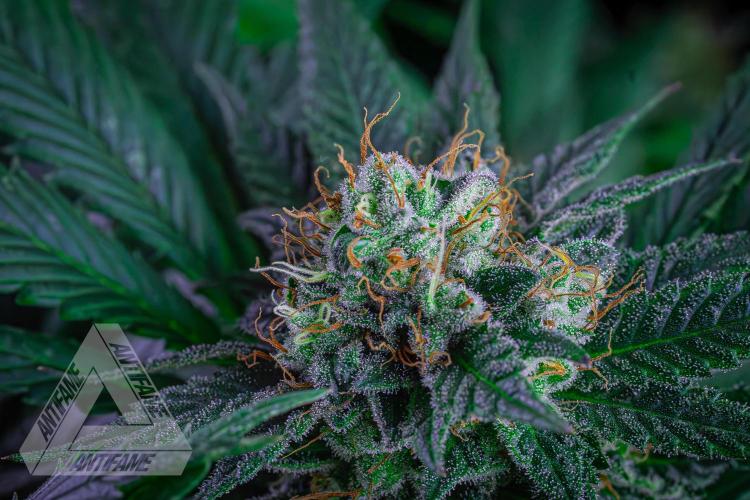 IZI SEEDS - Grandpa Zombie genetics femR. Week 15
