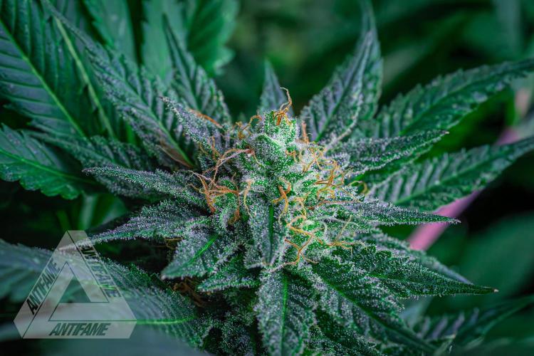 IZI SEEDS - Grandpa Zombie genetics femR. Week 15