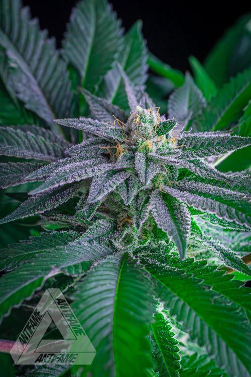 IZI SEEDS - Grandpa Zombie genetics femB. Week 15