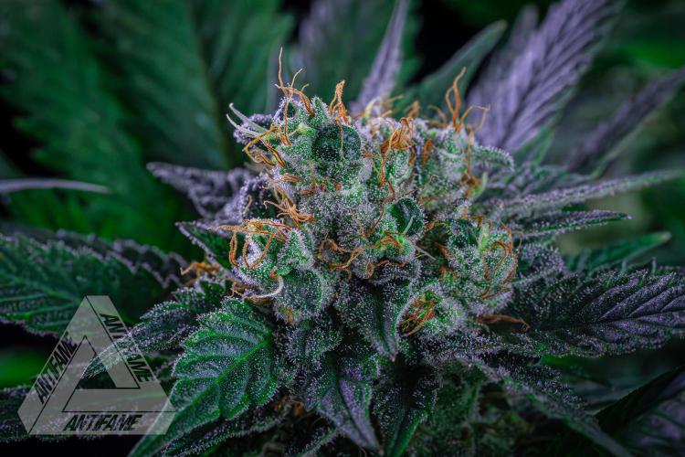 IZI SEEDS - Grandpa Zombie genetics femR. Week 15