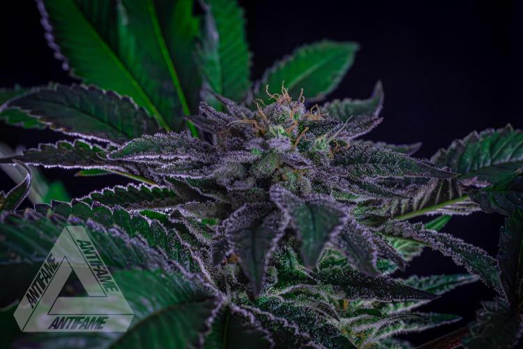 IZI SEEDS - Grandpa Zombie genetics femB. Week 15