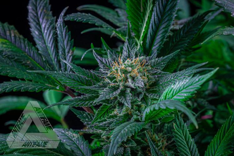 IZI SEEDS - Grandpa Zombie genetics femR. Week 15