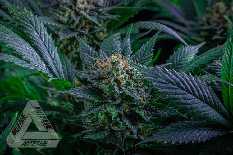 IZI SEEDS - Grandpa Zombie genetics femR. Week 15