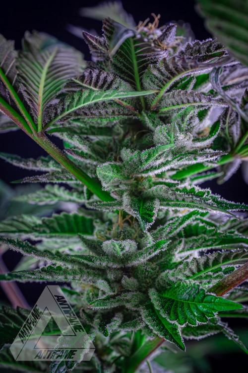 IZI SEEDS - Grandpa Zombie genetics femB. Week 15