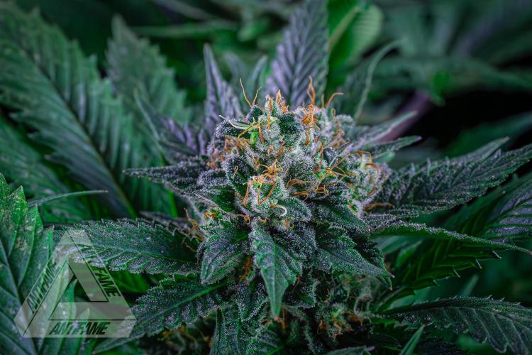 IZI SEEDS - Grandpa Zombie genetics femR. Week 15