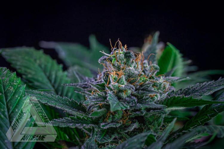 IZI SEEDS - Grandpa Zombie genetics femR. Week 15