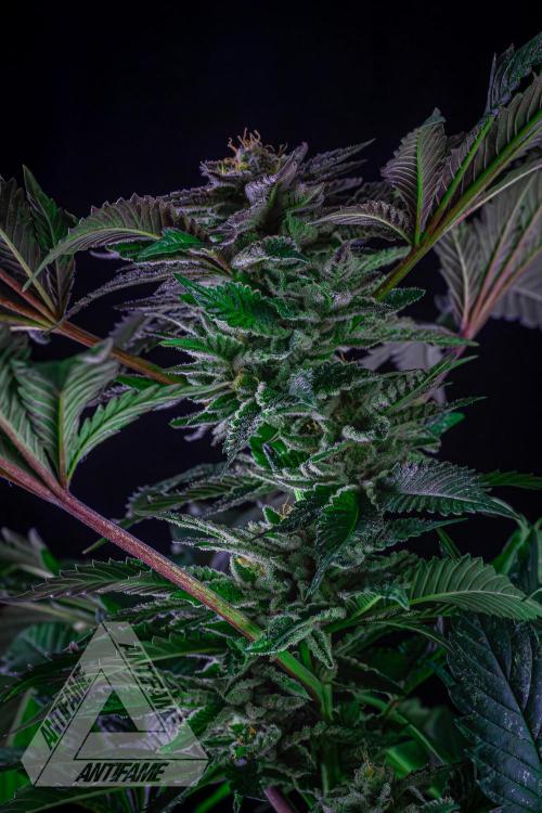 IZI SEEDS - Grandpa Zombie genetics femB. Week 15