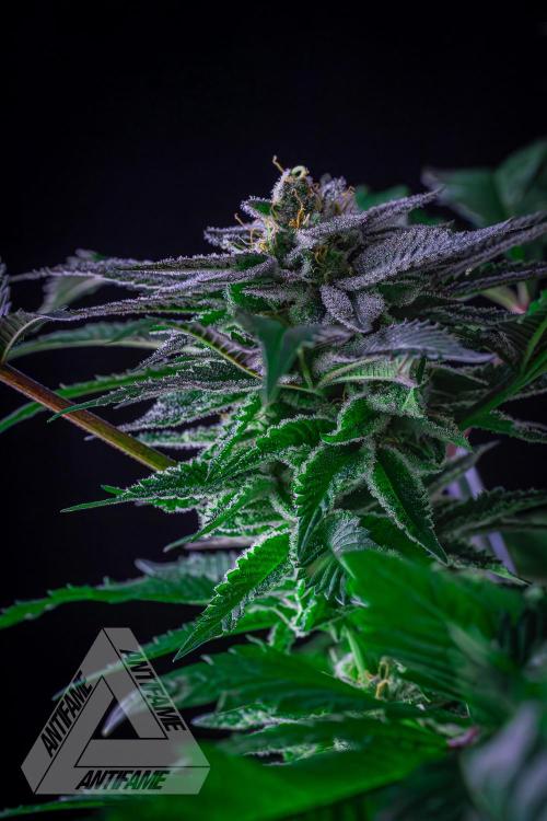 IZI SEEDS - Grandpa Zombie genetics femB. Week 15