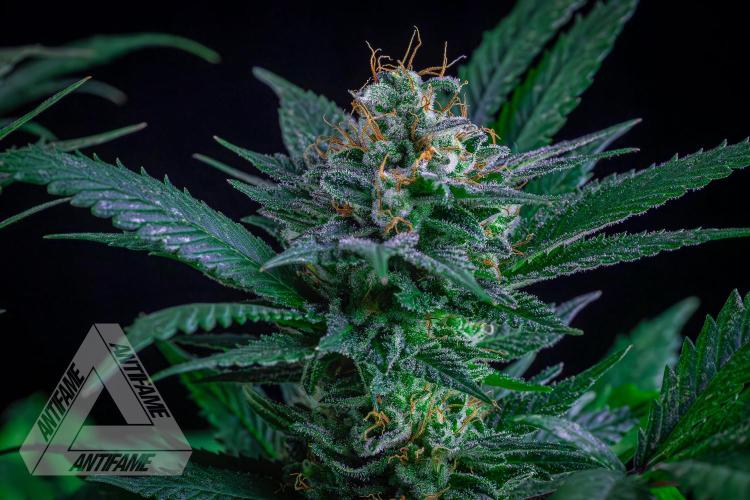IZI SEEDS - Grandpa Zombie genetics femR. Week 15