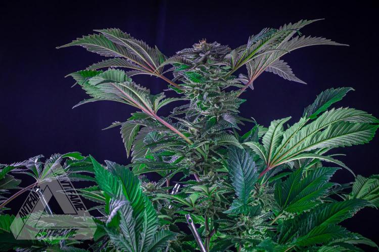 IZI SEEDS - Grandpa Zombie genetics femB. Week 15