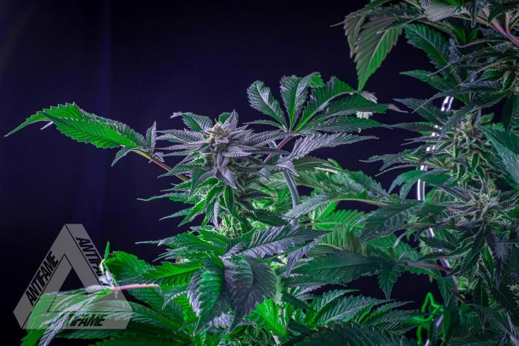 Grandpa Zombie genetics. Week 15