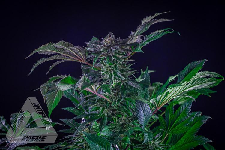 Grandpa Zombie genetics. Week 15
